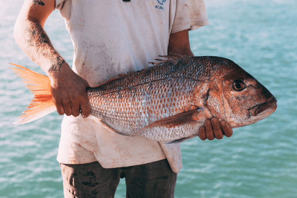 Sanford and Sons – Auckland Fish Market